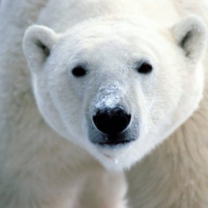 /pics/items/animals/Polar Bear